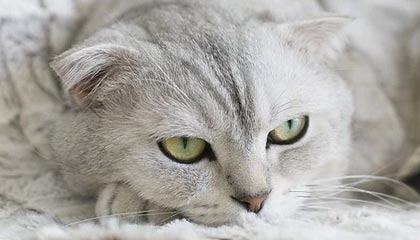 苍南高价上海医保提取2025的最新政策(2025年苍南上海医保怎么提取现金分享)